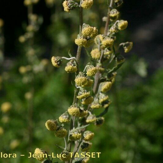 Artemisia atrata Кветка