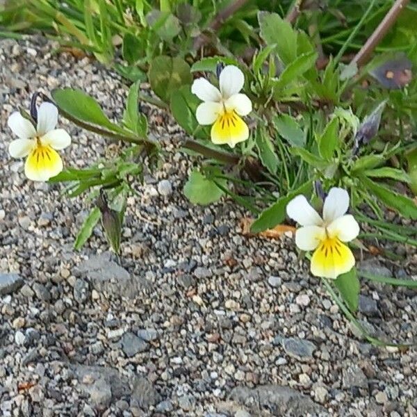 Viola arvensis Květ