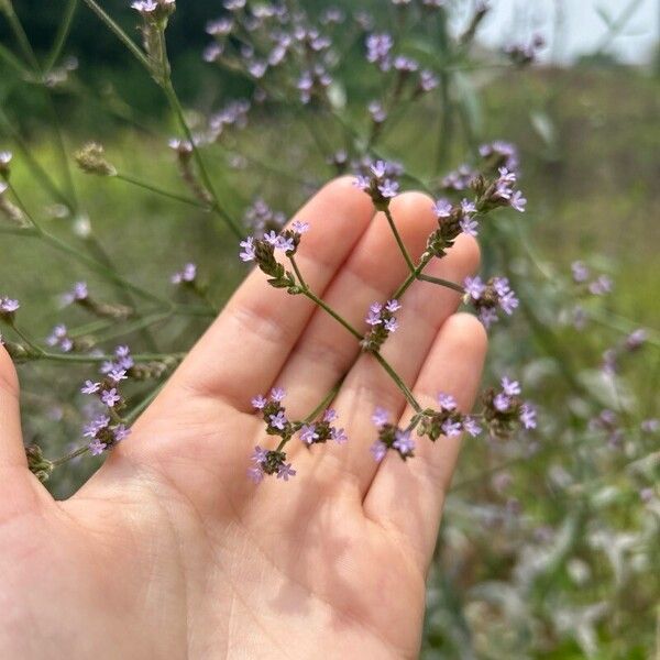 Verbena brasiliensis Flor