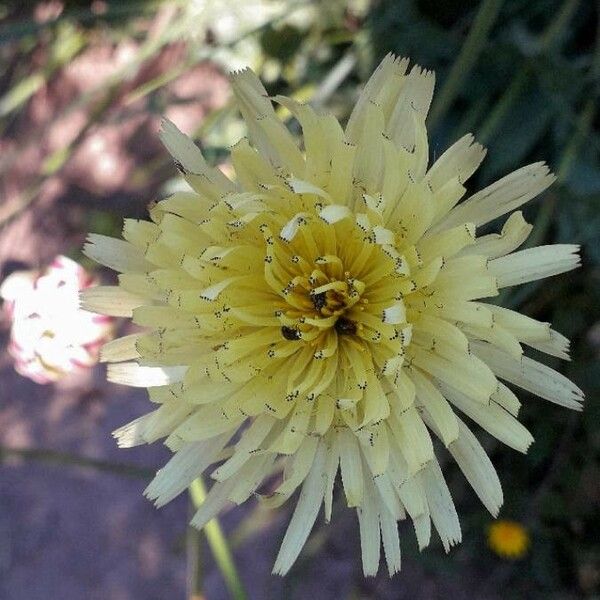 Urospermum dalechampii Kukka