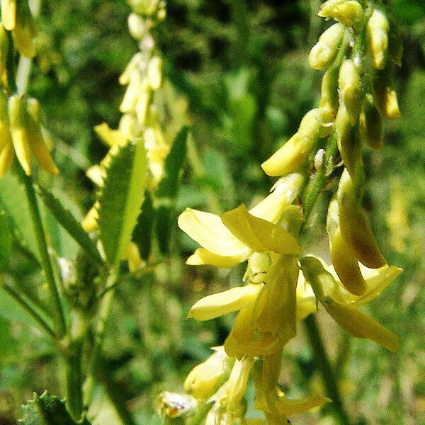 Melilotus officinalis 花