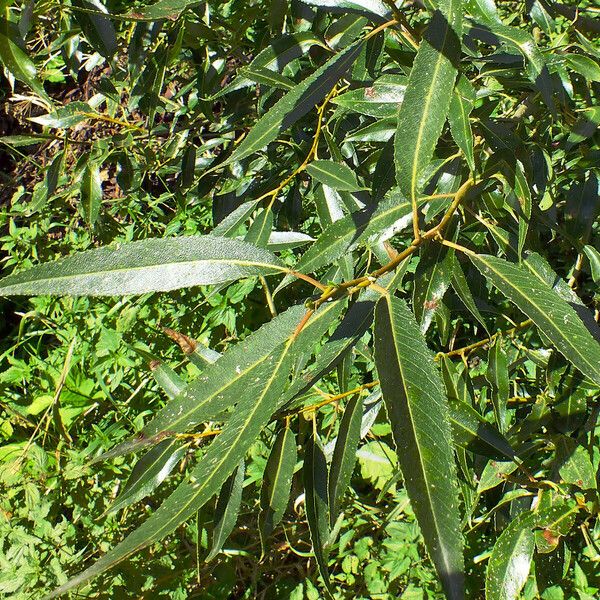 Salix lucida List