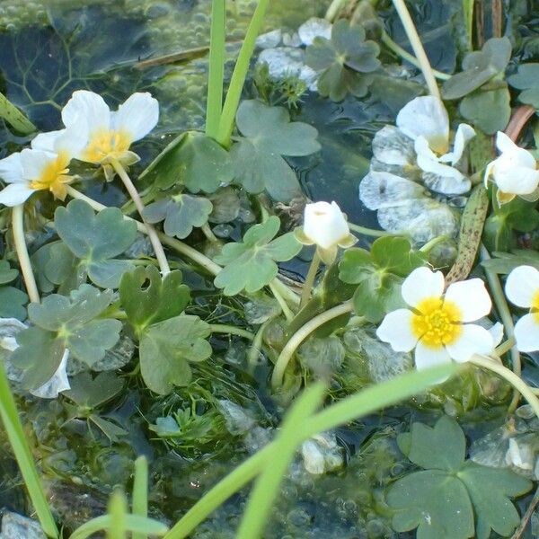 Ranunculus peltatus Habit