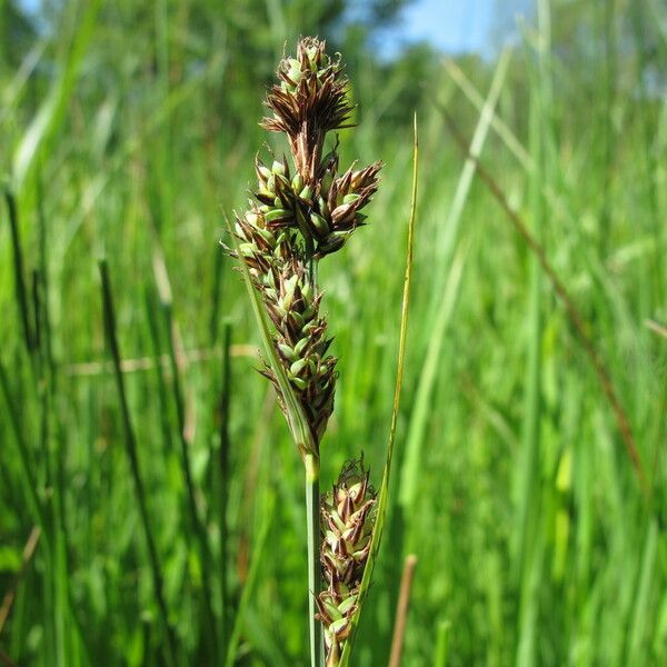 Carex hartmaniorum Fruit