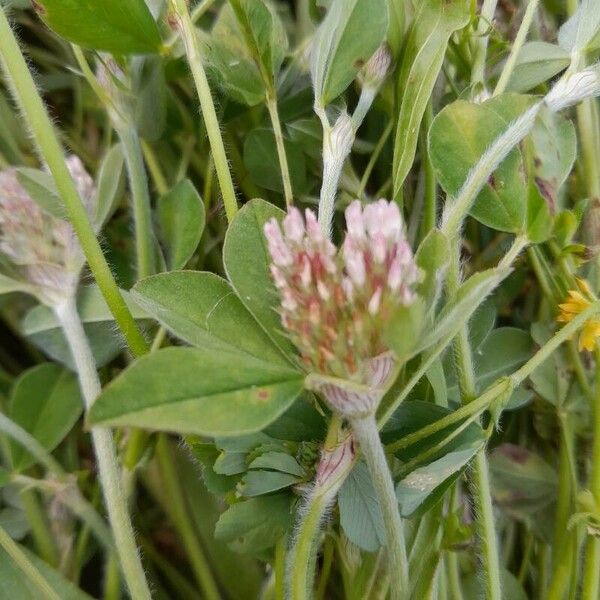 Trifolium striatum Blatt