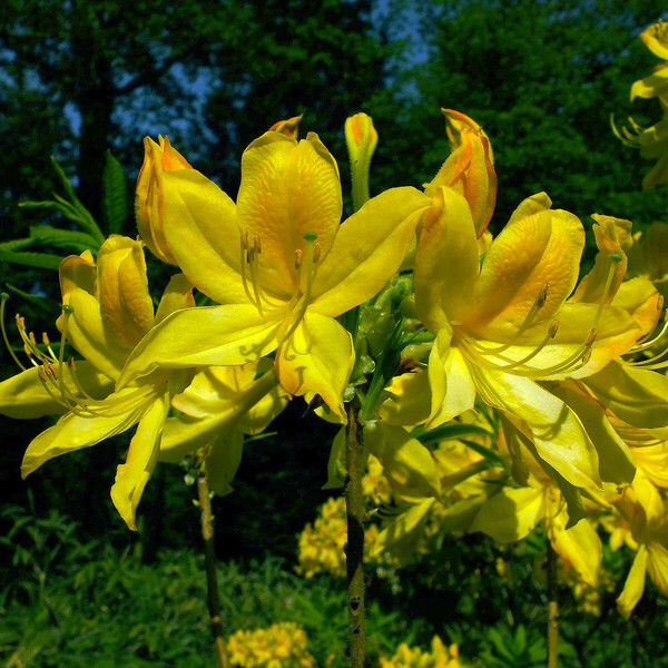 Rhododendron luteum Flor