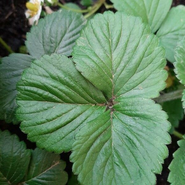 Fragaria × ananassa Feuille