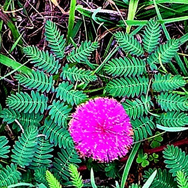 Mimosa quadrivalvis Flor