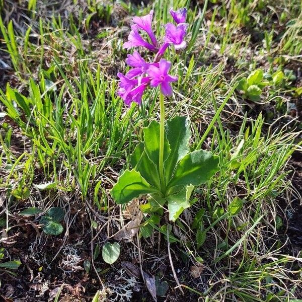 Primula latifolia Flower