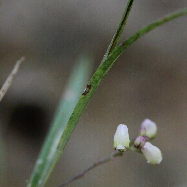 Polystachya seticaulis Цветок