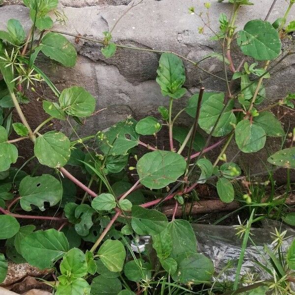 Boerhavia diffusa Leaf