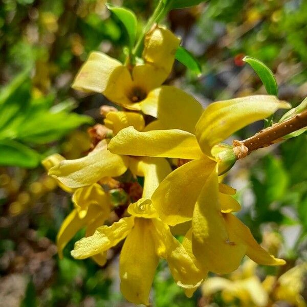 Forsythia suspensa Çiçek