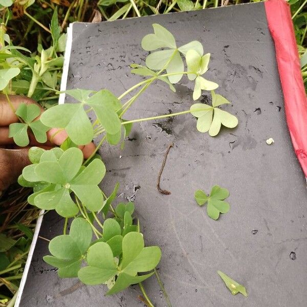 Oxalis dillenii Leaf