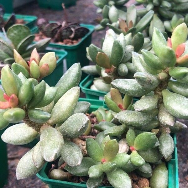 Adromischus schuldtianus Blad