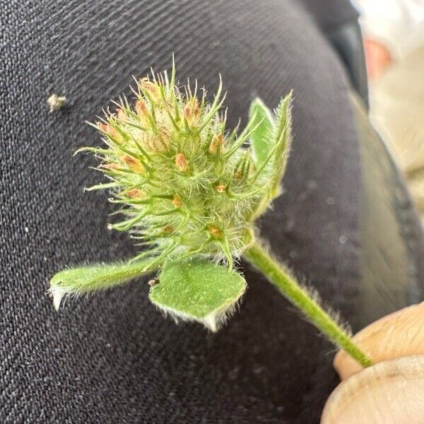 Trifolium striatum Flower