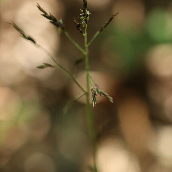 Sasa senanensis Flower