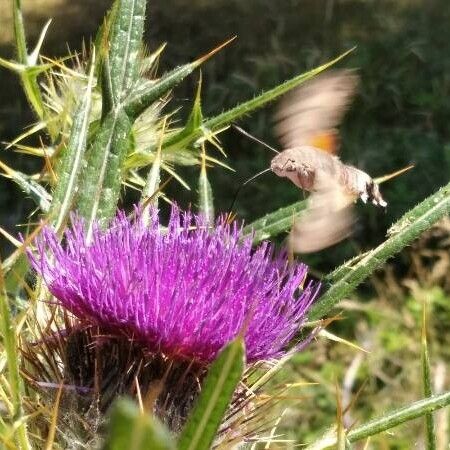 Cirsium eriophorum Flower