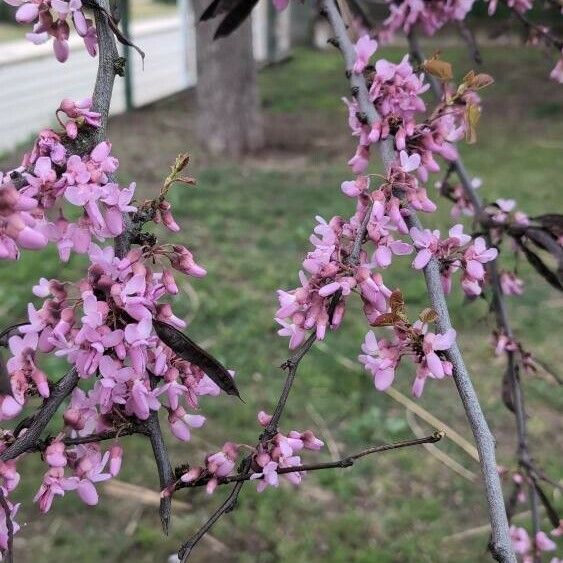 Cercis canadensis Kvet