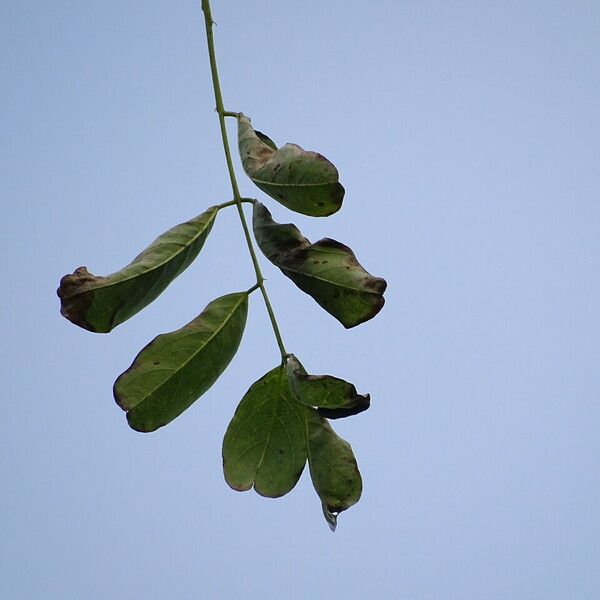 Robinia neomexicana List