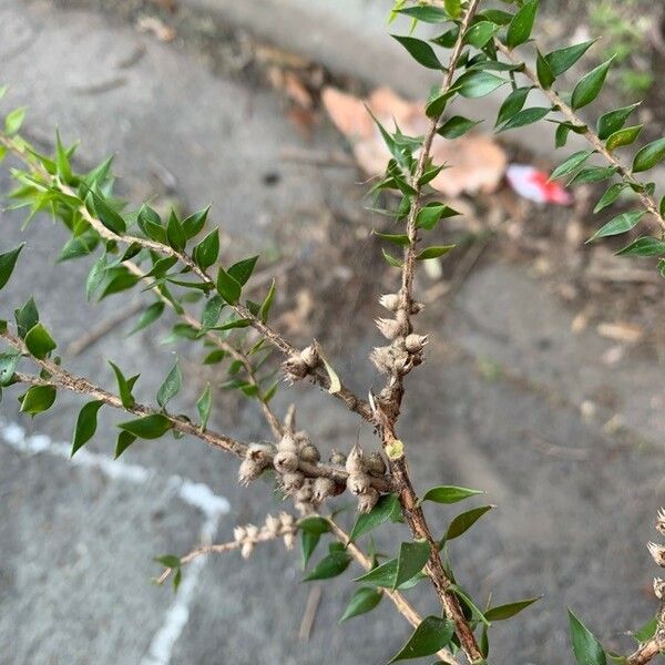 Melaleuca styphelioides 葉