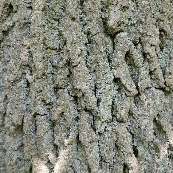 Fraxinus pennsylvanica Bark