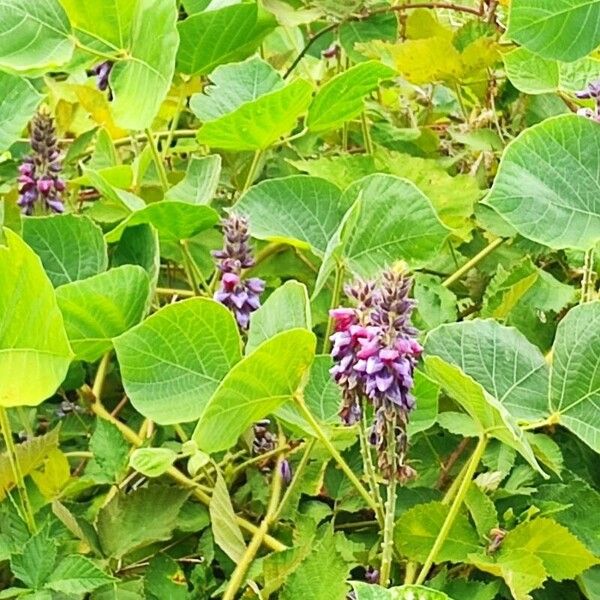 Pueraria montana Flower