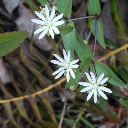 Stellaria pubera Flower