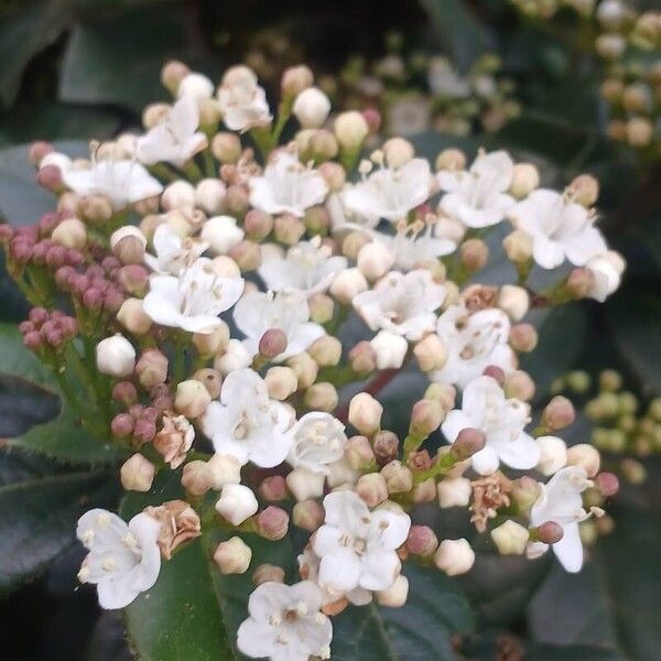 Viburnum tinus Kukka