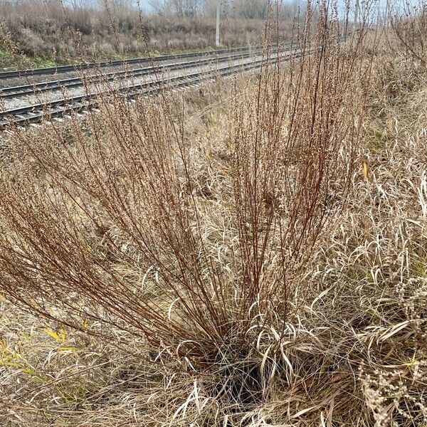 Artemisia campestris Habitus