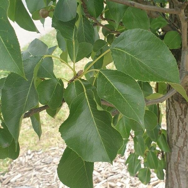 Pyrus calleryana Blad