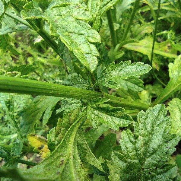 Verbena officinalis Kůra