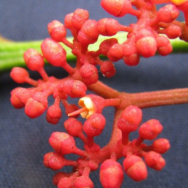 Cissus biformifolia Fruit