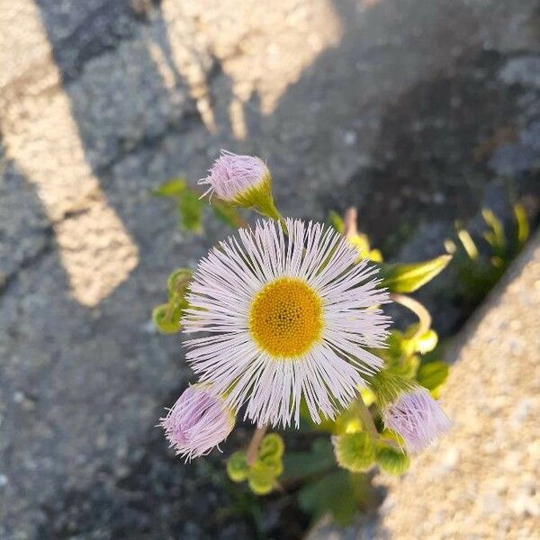 Erigeron glabellus Blomst