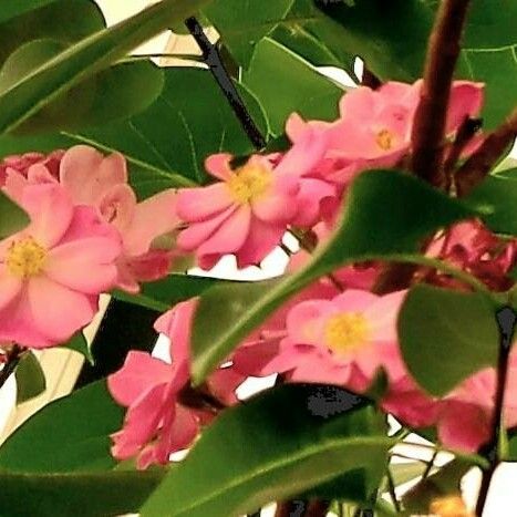 Antigonon leptopus Flower