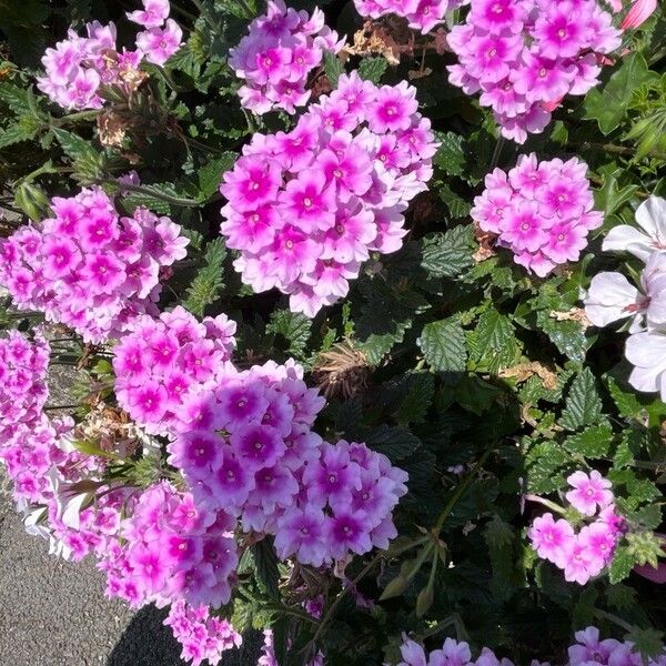 Verbena × hybrida Flower