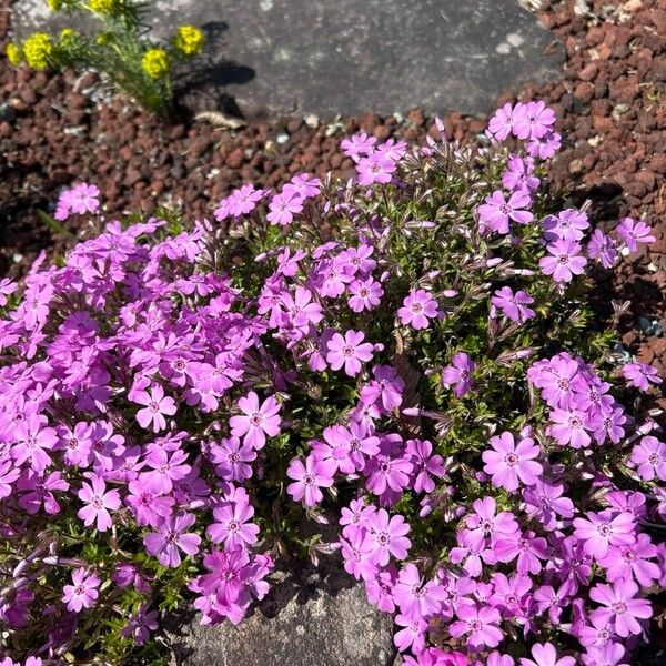 Phlox subulata Fleur