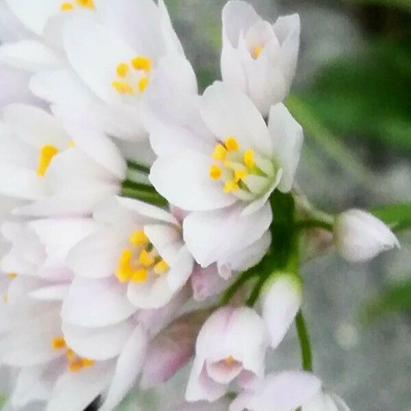 Allium roseum Flower