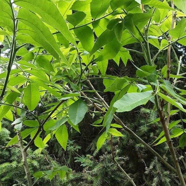 Carya illinoinensis पत्ता