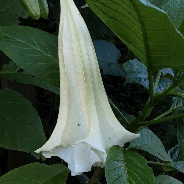 Brugmansia × candida Flor