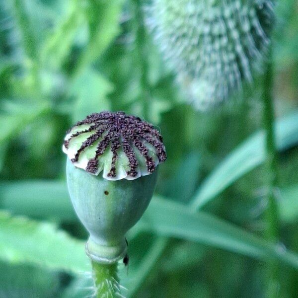 Papaver rhoeas फल