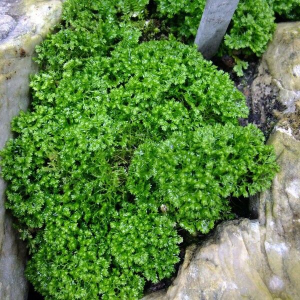 Selaginella kraussiana Diğer