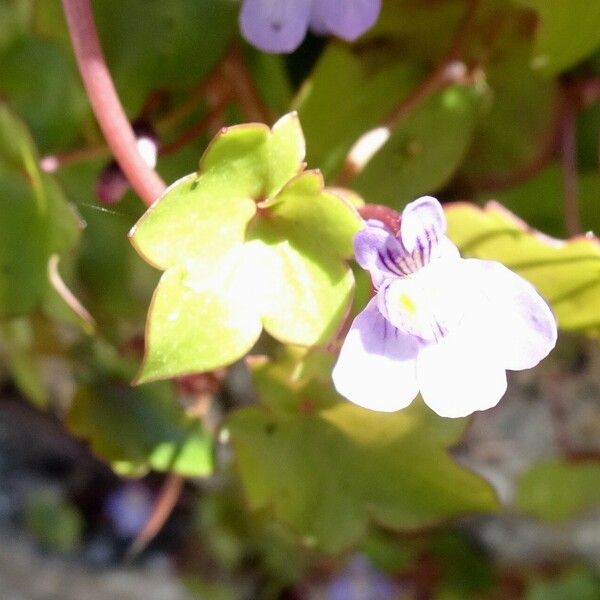 Cymbalaria muralis 其他