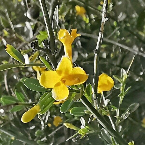 Chrysojasminum fruticans Flower