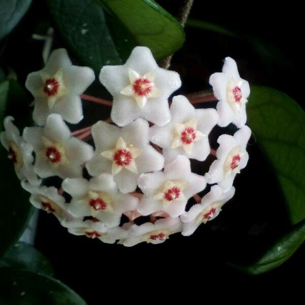 Hoya carnosa Kwiat