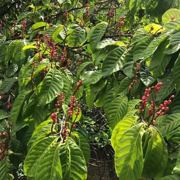 Coccoloba venosa (False chiggergrape)