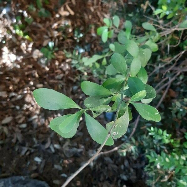 Gymnosporia senegalensis ഇല