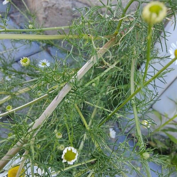 Tripleurospermum inodorum Lehti