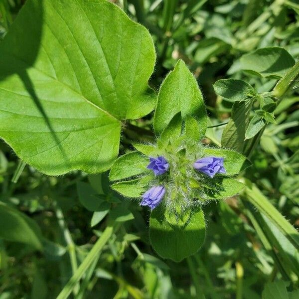 Jacquemontia tamnifolia Цветок