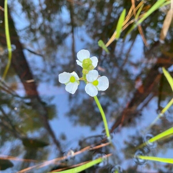 Sagittaria graminea Flower