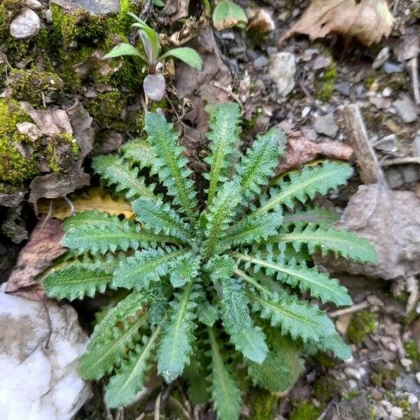 Arabidopsis arenosa Blad